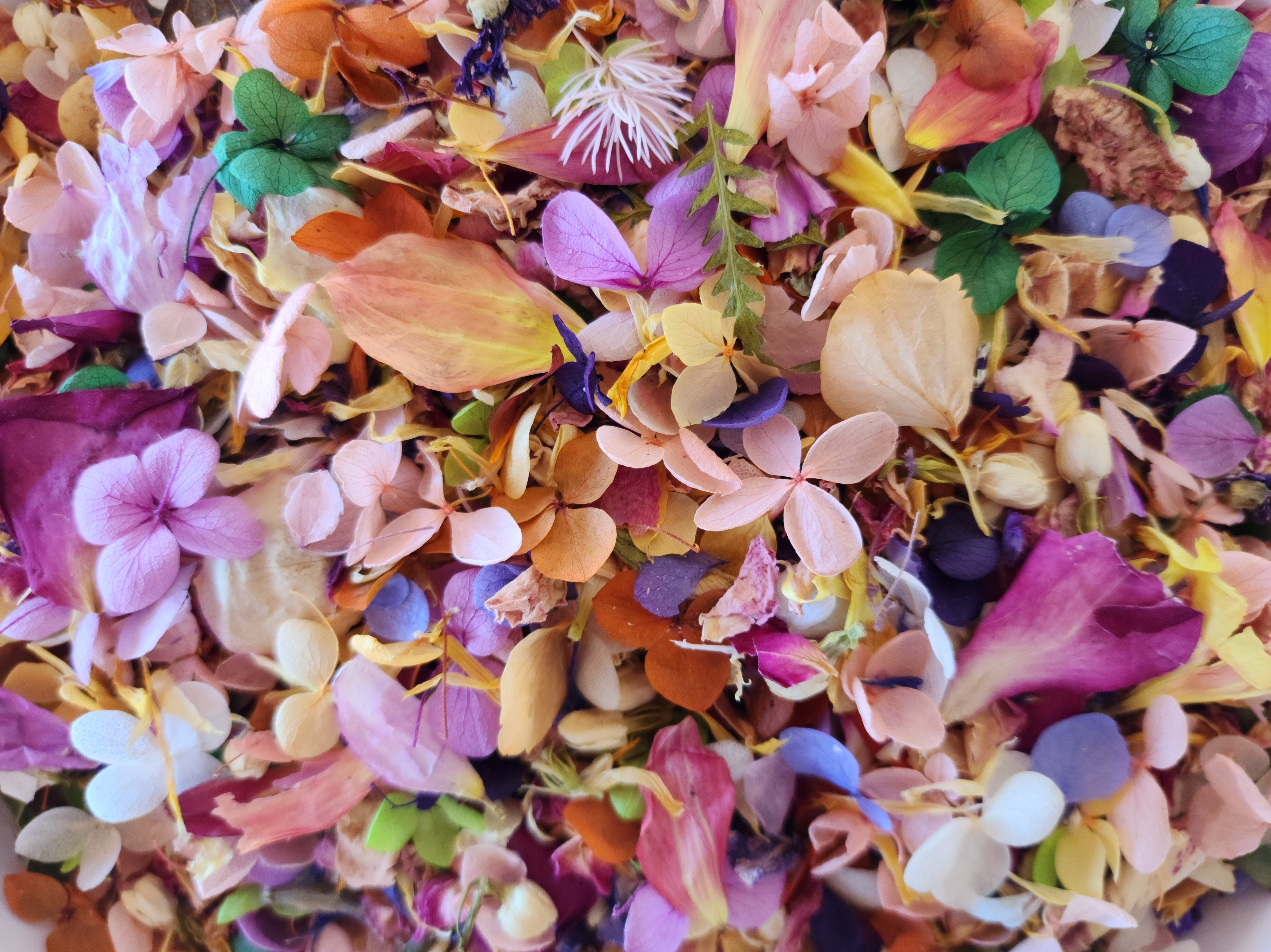 'wildflower' Hydrangea Confetti Blend – Blushbotanicals