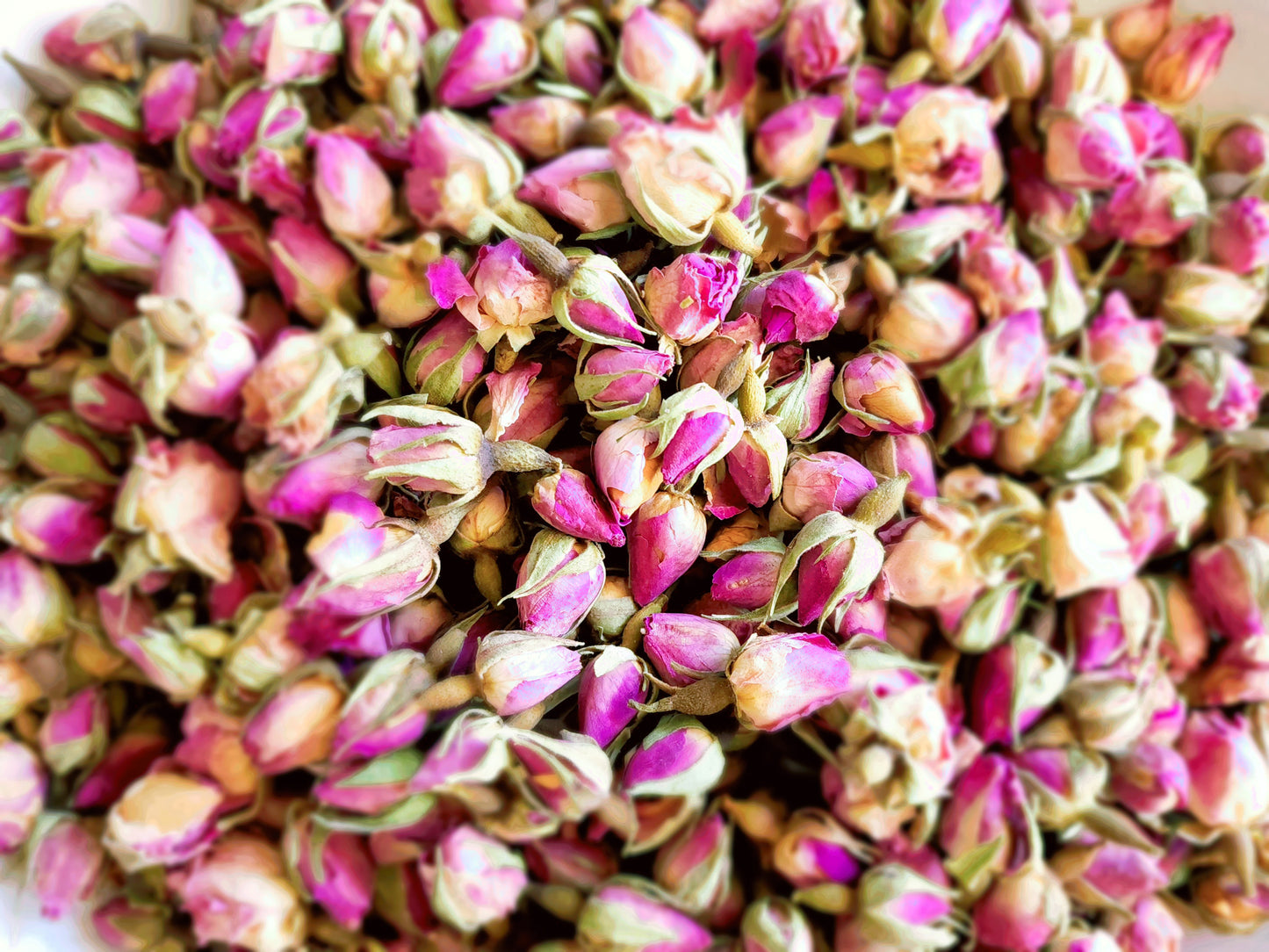 Pink Rose Buds