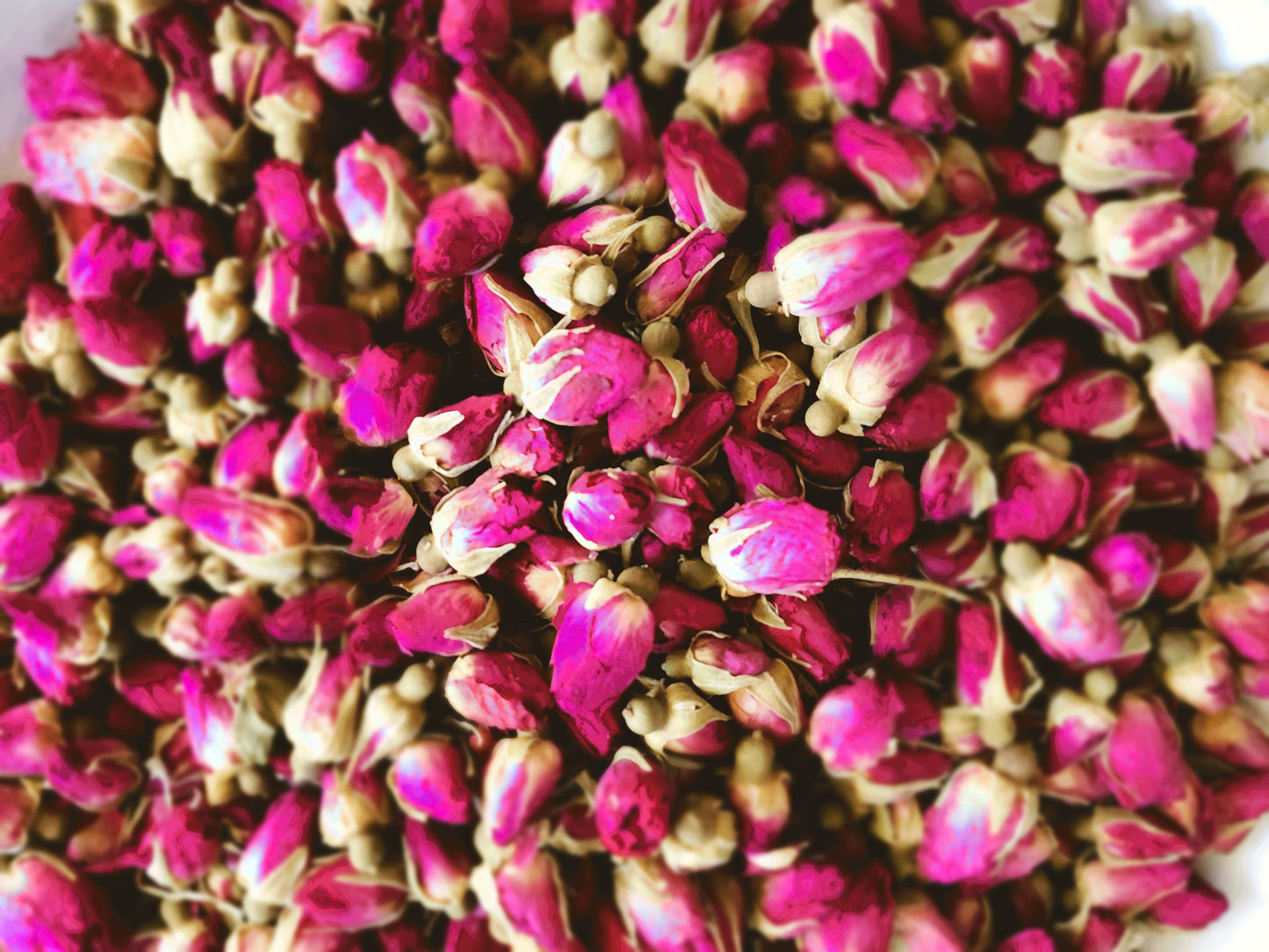Red Rose Buds