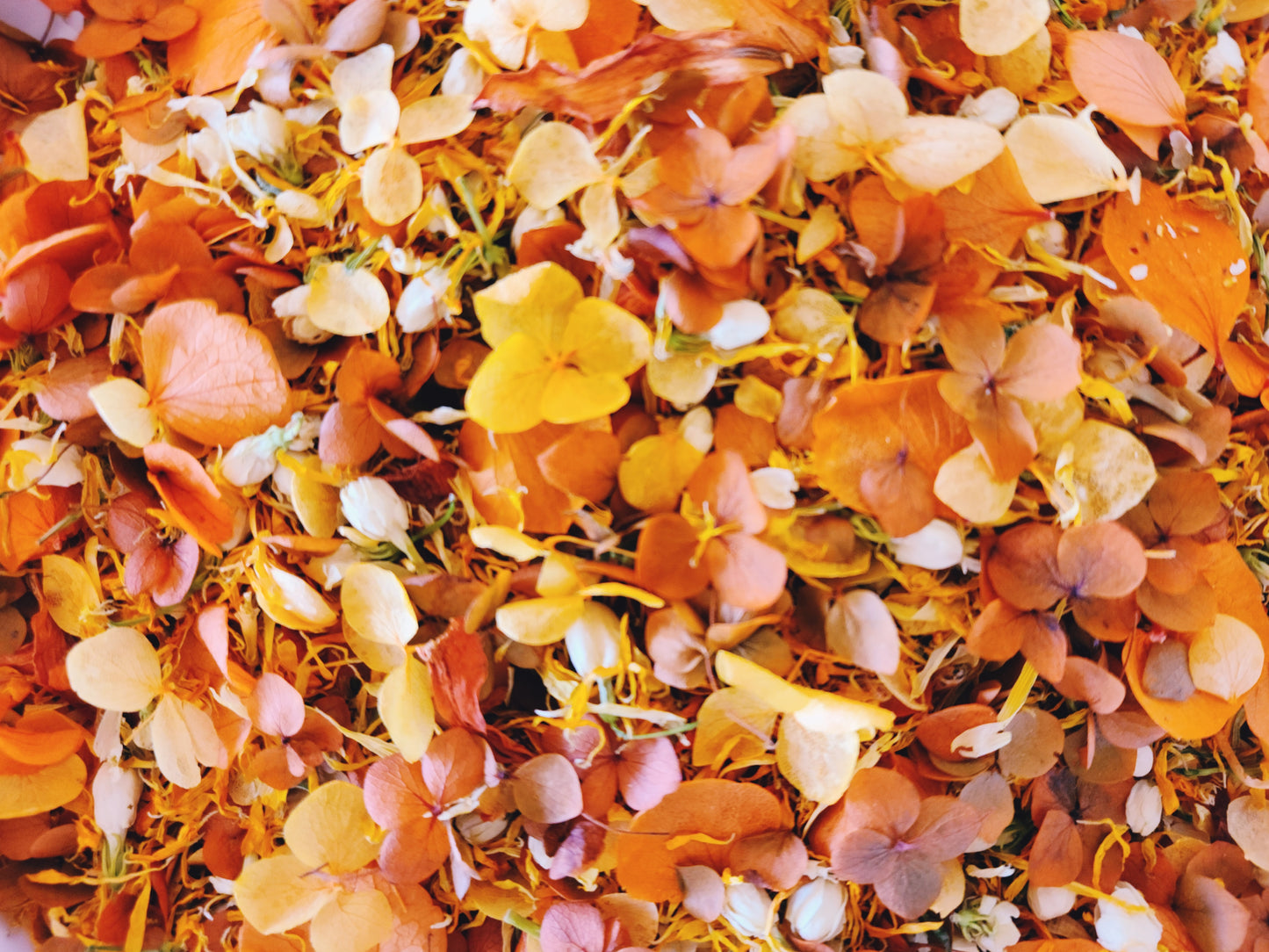 'RUST ORANGE' Hydrangea Confetti Blend