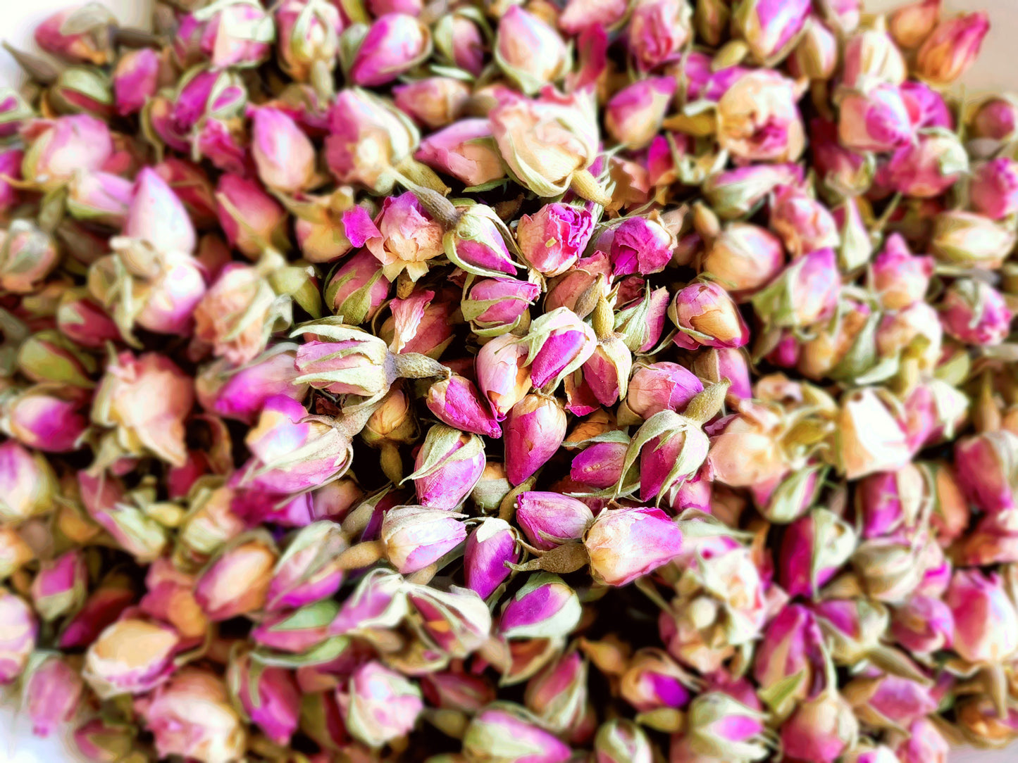 Pink Rose Buds